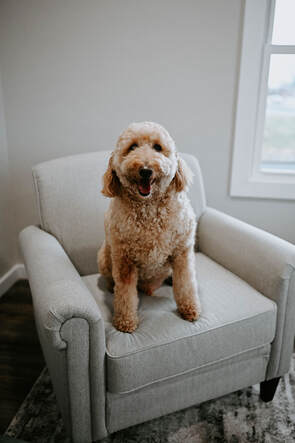 Bronx the Goldendoodle